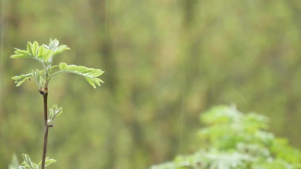 Падають Краплі Дощу Свіже Зелене Соковите Листя Весняному Лісі Краплі — стокове відео