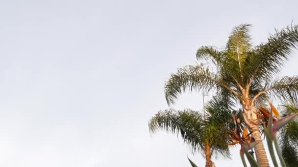 Avion Volant Dans Ciel Palmiers Tropicaux Los Angeles Californie Usa — Video