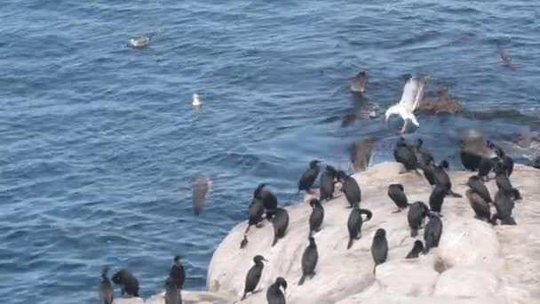 Cormorant Flock Colony Drying Birds Preen Wings Feathers Rock Ocean — Stock Video