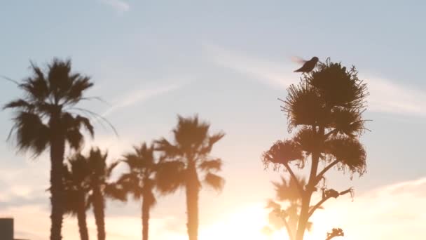 Colibri Vogel Vliegen Violetraan Kolibrie Agave Bloem Silhouet Eeuw Schildwacht — Stockvideo