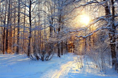 güneşli bir gün, kar yollar üzerinde park ve frost ağaçları kış manzarası