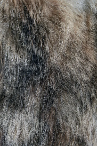 Wolf fur texture of the gray wolf skin — Stock Photo, Image