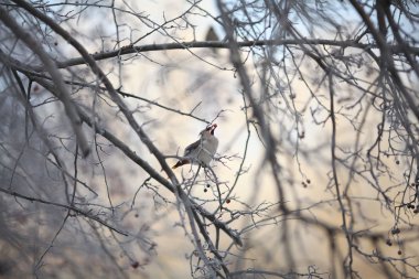 İpekkuyruk kış dalı