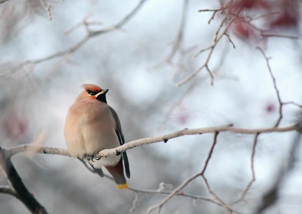 Waxwing on winter branch — Stock Photo, Image