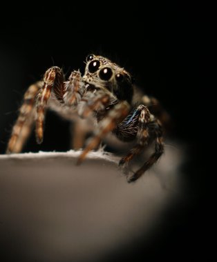 Siyah arkaplandaki örümcek