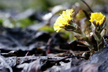 Sarı bahar çiçekleri