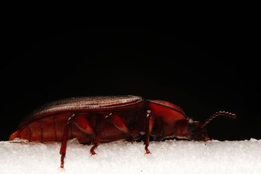 kahverengi böcek makro