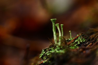 Moss güçlü artış doğal arka plan