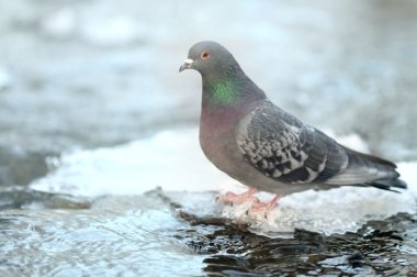 buz üzerinde su kıyısında kuş güvercin