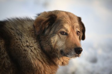 bir bekçi köpeği portresi
