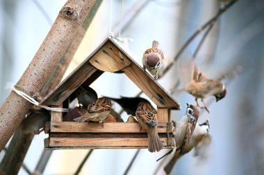 Bird feeders. Tree house for the birds, cheerful apartment