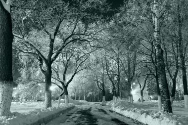 Noel sihirli park, fenerler, sihirli orman orman