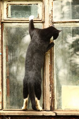 Penceredeki meraklı kedi