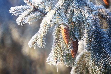 Spruce branches with cones covered with snow, Christmas background