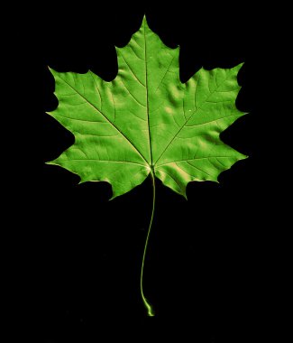 Maple leaf izole arka plan