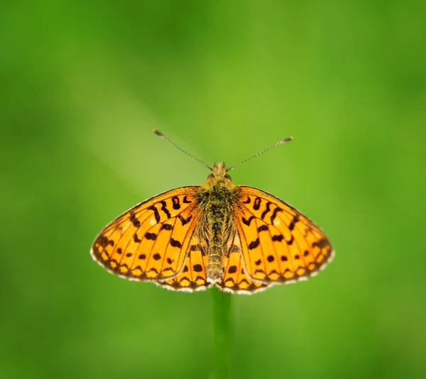 Butterfly — Stock Photo, Image