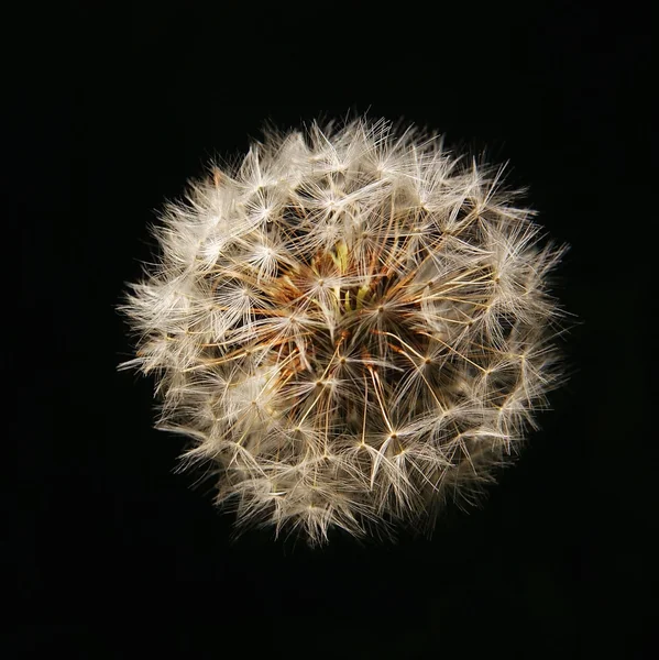 Dandelion di atas hitam — Stok Foto