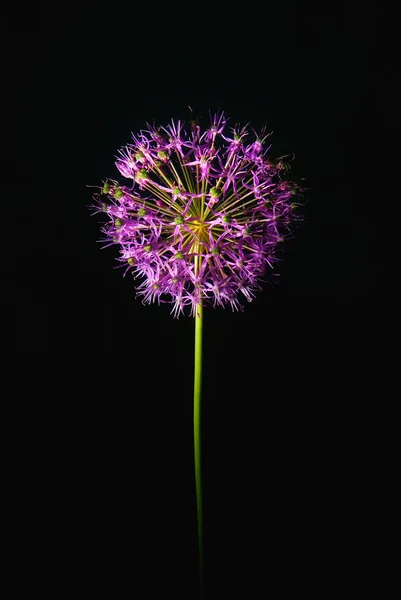 Zwiebelblume auf schwarzem Hintergrund, Feuerwerk — Stockfoto