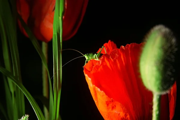 Gafanhoto jovem na flor de tulipa vermelha brilhante — Fotografia de Stock