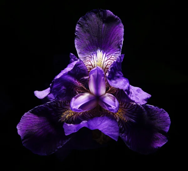 Purple iris flower on a black background