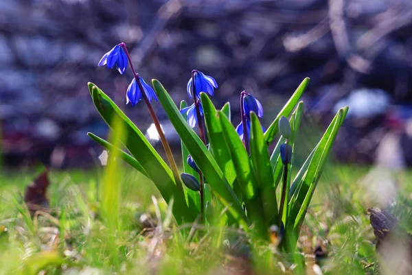 Snowdrop spring flowers — Stock Photo, Image
