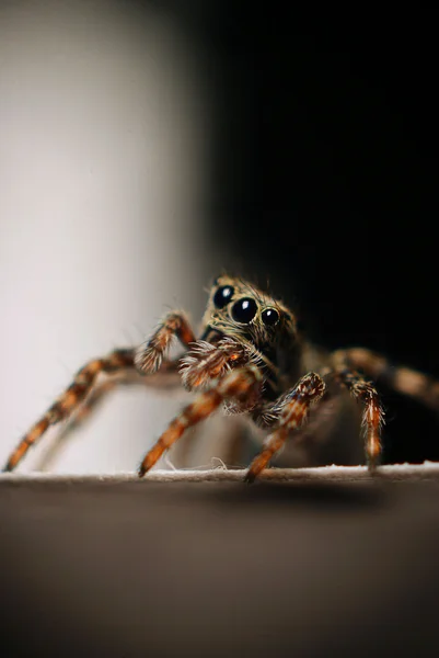 어두운 배경에 거미 — 스톡 사진