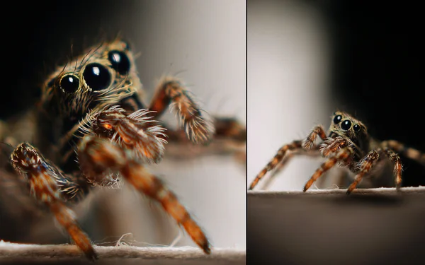 Araignée sur un fond sombre — Photo