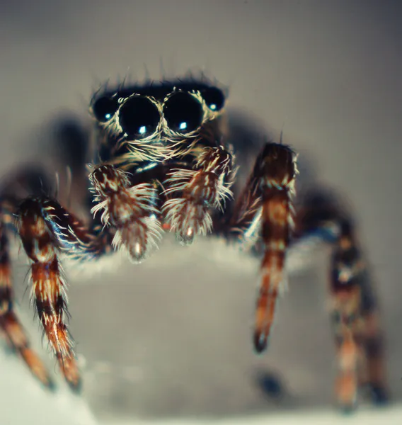 Αράχνη σε σκούρο φόντο — Φωτογραφία Αρχείου