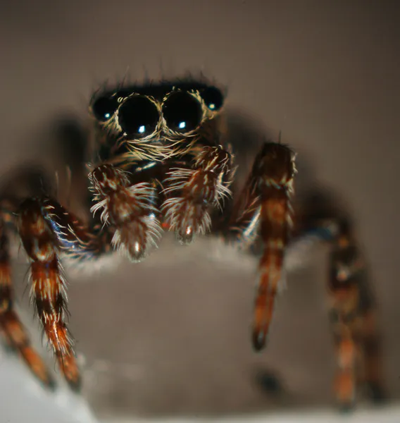 Aranha em um fundo escuro — Fotografia de Stock