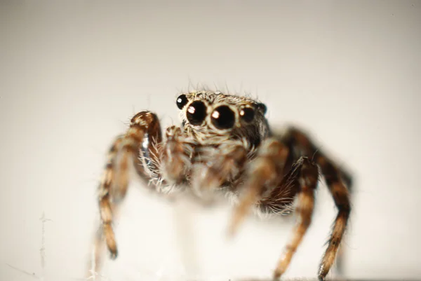 Araña sobre un fondo claro — Foto de Stock