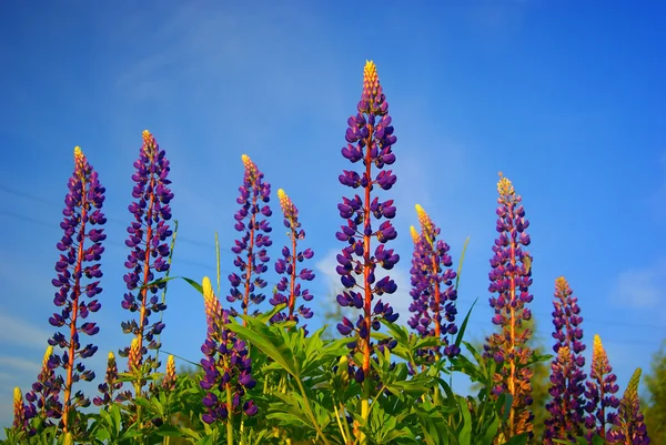 Łubin niebieski kwiaty przed niebo — Zdjęcie stockowe