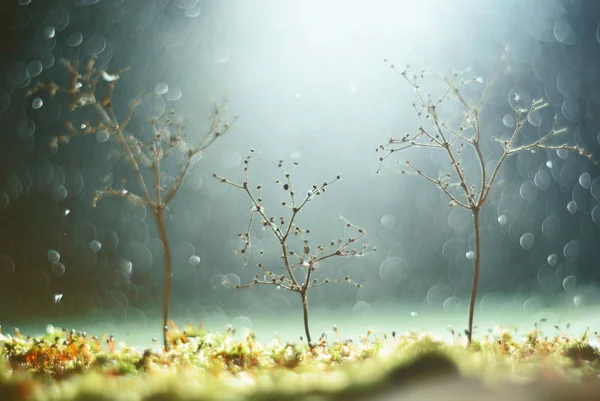 Three plants in the raini night — Stock Photo, Image