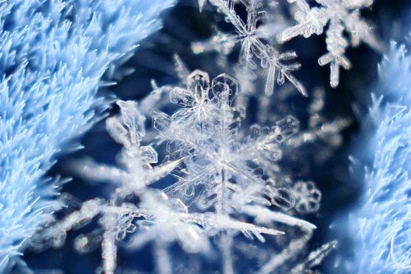 Natuurlijke sneeuwvlok — Stockfoto