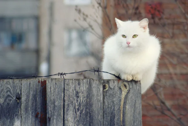 Vit katt sitter på staketet — Stockfoto