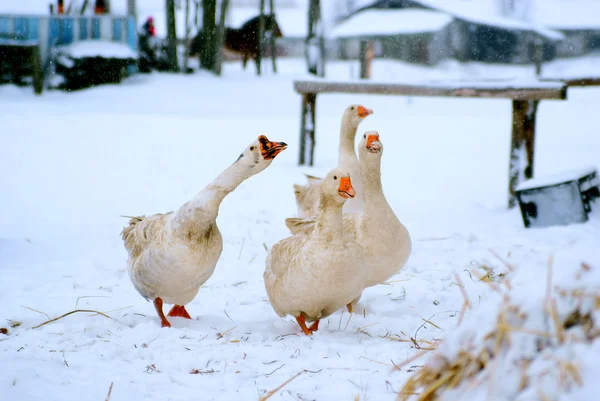 domestic geese outdoor in winter
