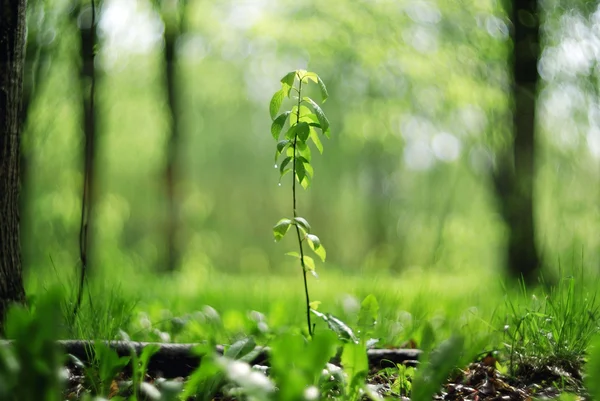 Jovem planta nova vida — Fotografia de Stock