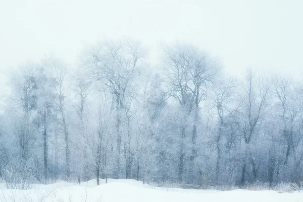 Winter forest in vorst — Stockfoto