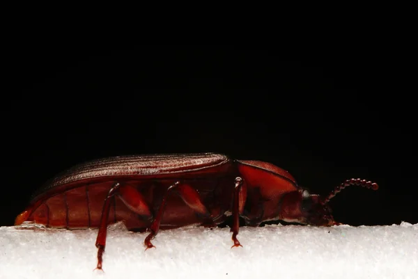 Brown beetle macro — Stock Photo, Image