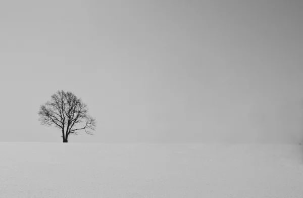 Μοναχικό δέντρο το χειμώνα — Φωτογραφία Αρχείου