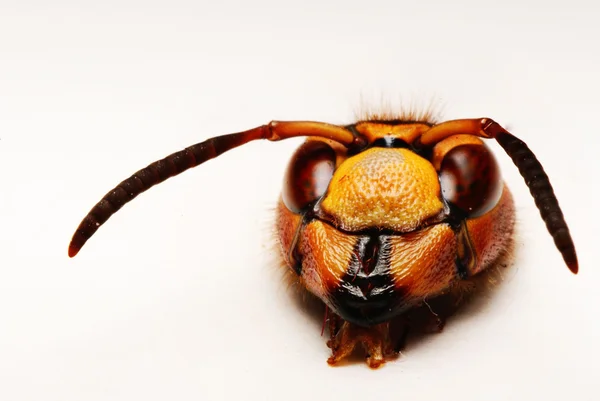 Hnědé hmyzí makro — Stock fotografie