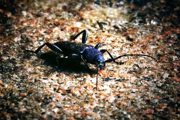 Colorful ground beetle — Stock Photo, Image