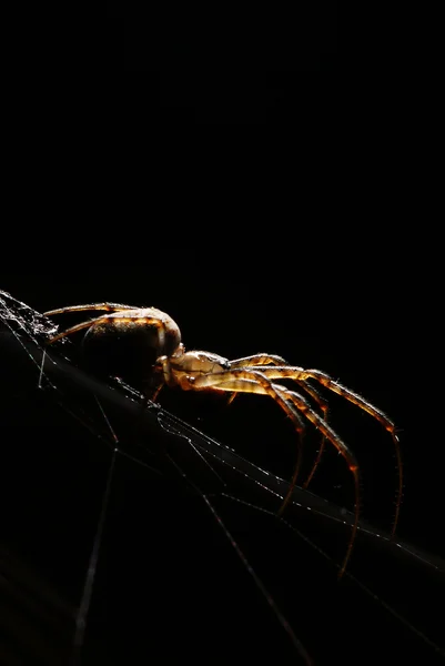Aranha em um fundo preto — Fotografia de Stock