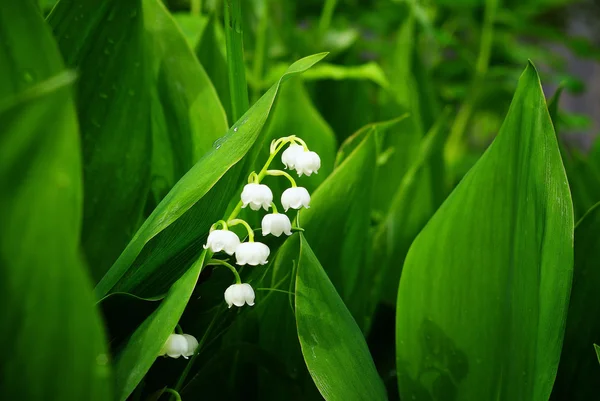 stock image lilies of the valley