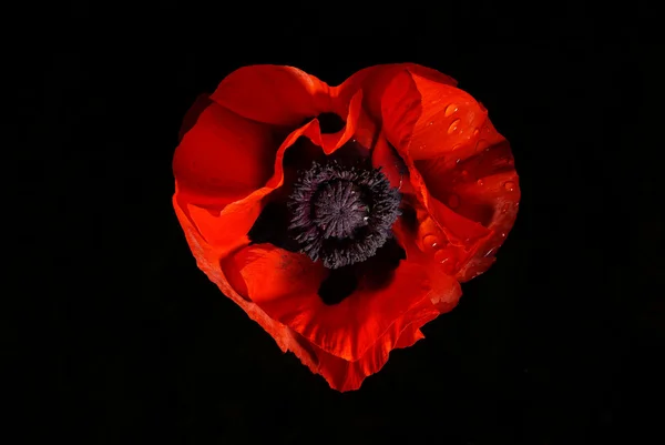 Siyah Sevgililer kırmızı çiçek kalbinde — Stok fotoğraf