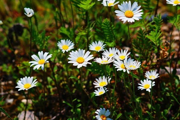 Madeliefjes in een veld — Stockfoto