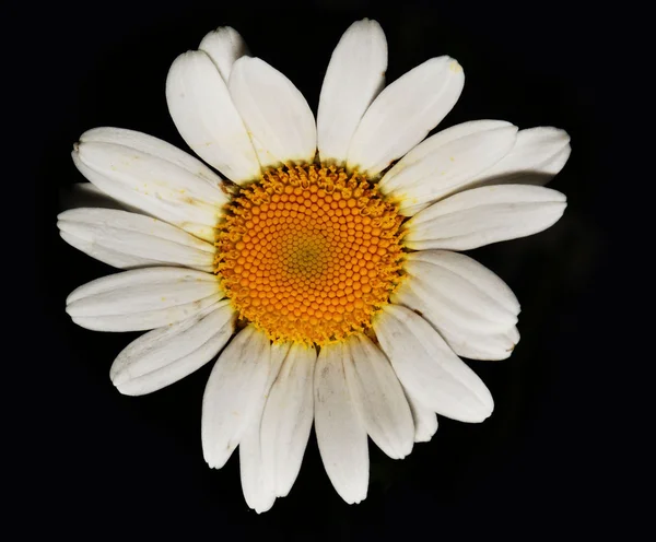 Daisy flor no fundo preto — Fotografia de Stock