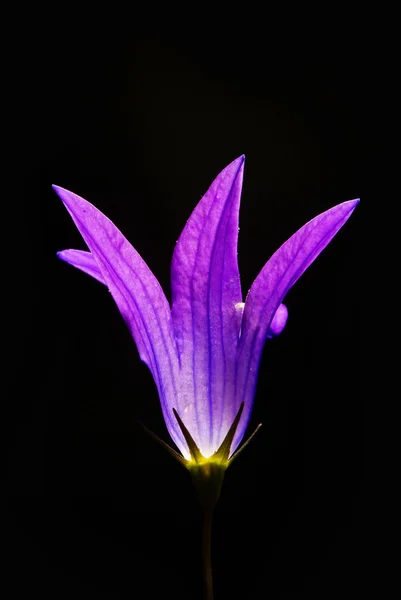 Flor de sino roxo coroa em um fundo preto — Fotografia de Stock