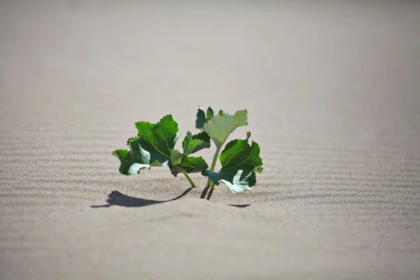 Άμμο υφή με πράσινο φυτό — 图库照片