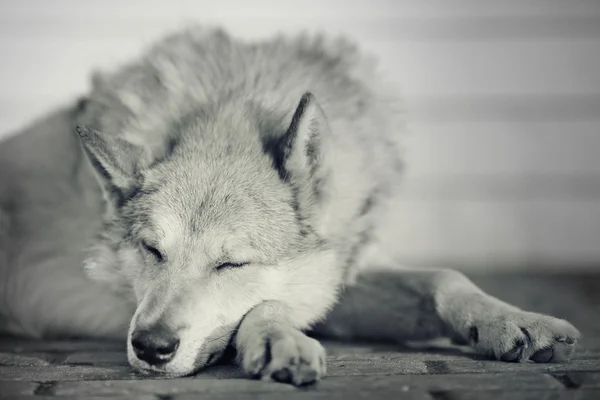 Sleeping Dog Shepherd, White Wolf — Stock Photo, Image