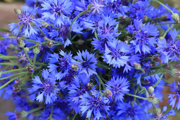 Aciano flores azules macro —  Fotos de Stock